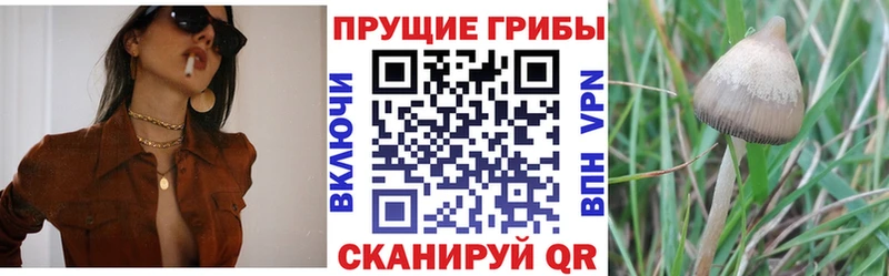 Псилоцибиновые грибы Psilocybe  Купить закладки  Остров 